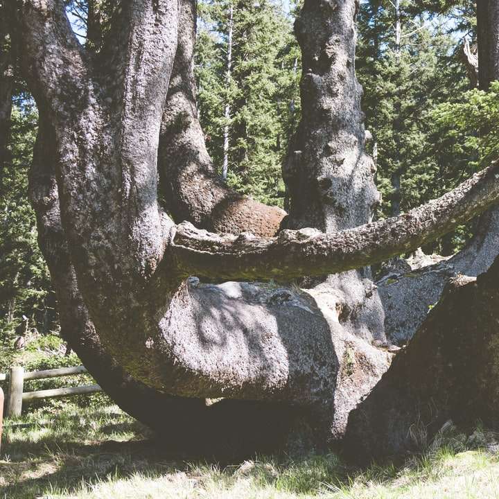 tronco de árvore marrom em campo de grama verde puzzle online