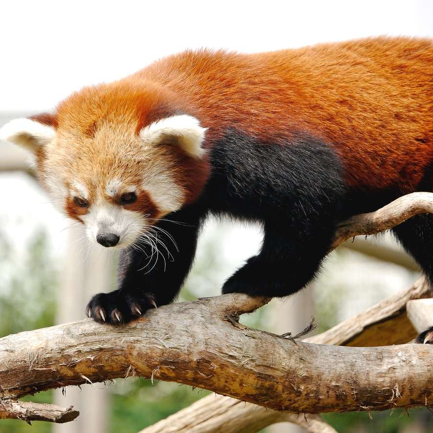 czerwona panda na brązowej gałęzi drzewa w ciągu dnia puzzle przesuwne online