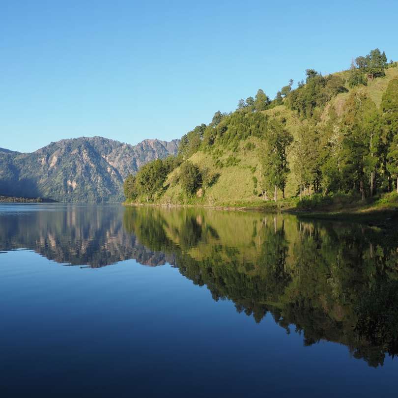 зелени дървета край езерото през деня плъзгащ се пъзел онлайн