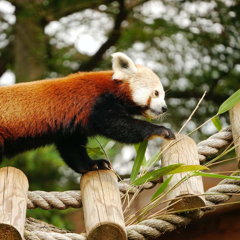 rode panda op bruine boomtak overdag online puzzel