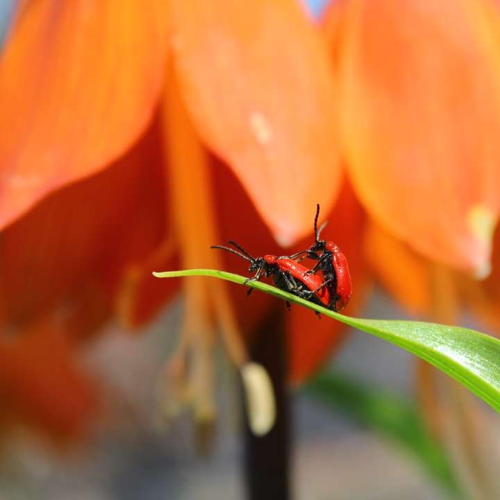 inseto vermelho e preto em flor de laranjeira puzzle online