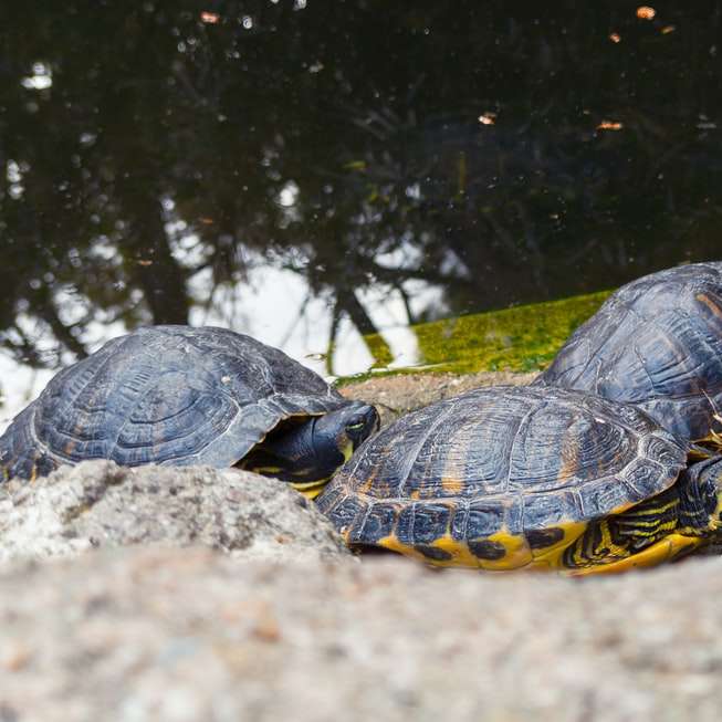 tartaruga preta e amarela na grama verde perto do corpo d'água puzzle online