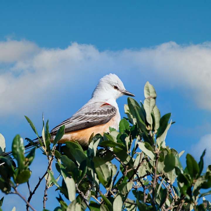 white and brown bird on tree branch during daytime online puzzle