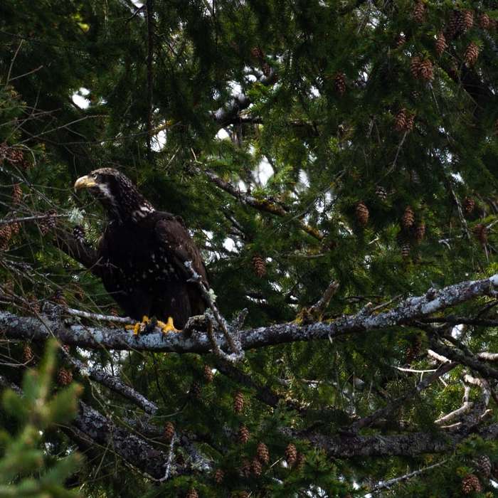 vultur maro și alb pe ramura de copac în timpul zilei alunecare puzzle online