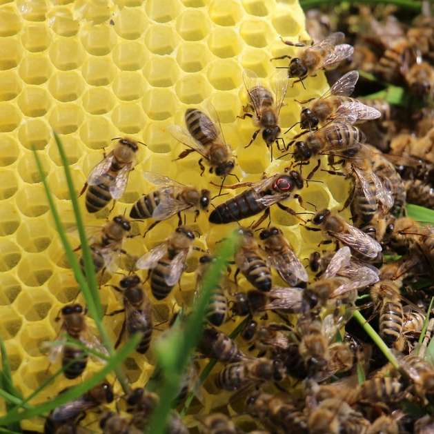 gelbe und schwarze Biene auf gelber Blume Schiebepuzzle online