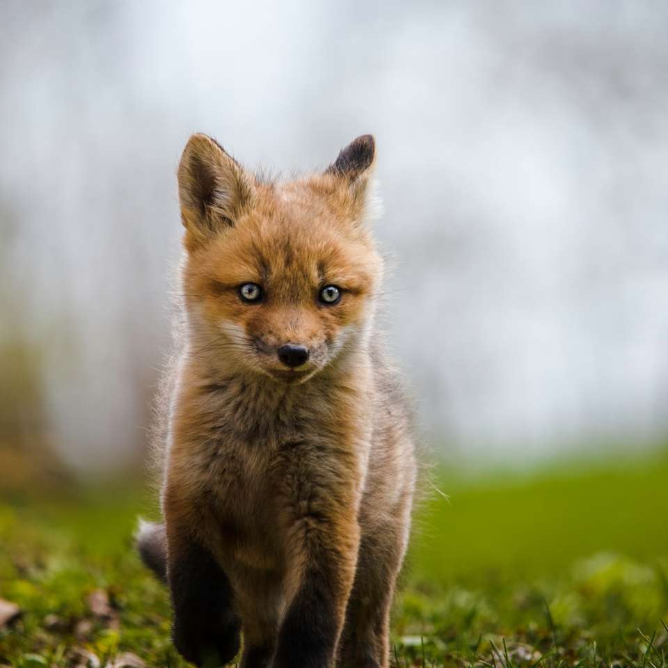 raposa marrom na grama verde durante o dia puzzle deslizante online