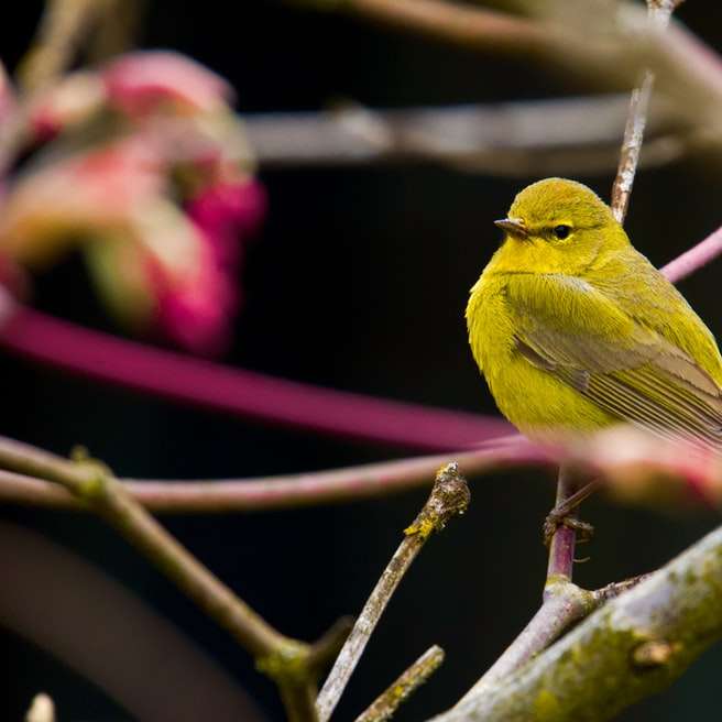 żółty ptak na brązowej gałęzi drzewa puzzle przesuwne online