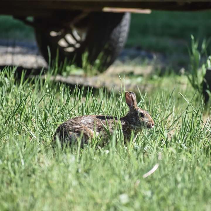 昼間の緑の芝生のフィールドに茶色のウサギ スライディングパズル・オンライン