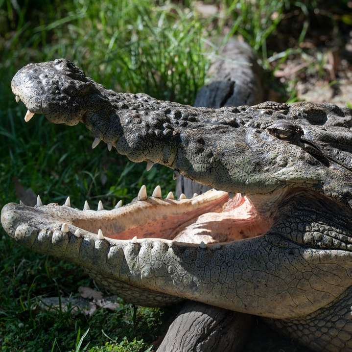crocodilo preto e branco na grama verde durante o dia puzzle deslizante online