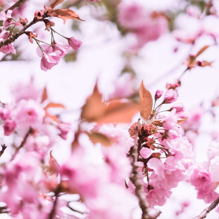 flori roz în lentilă de înclinare puzzle online