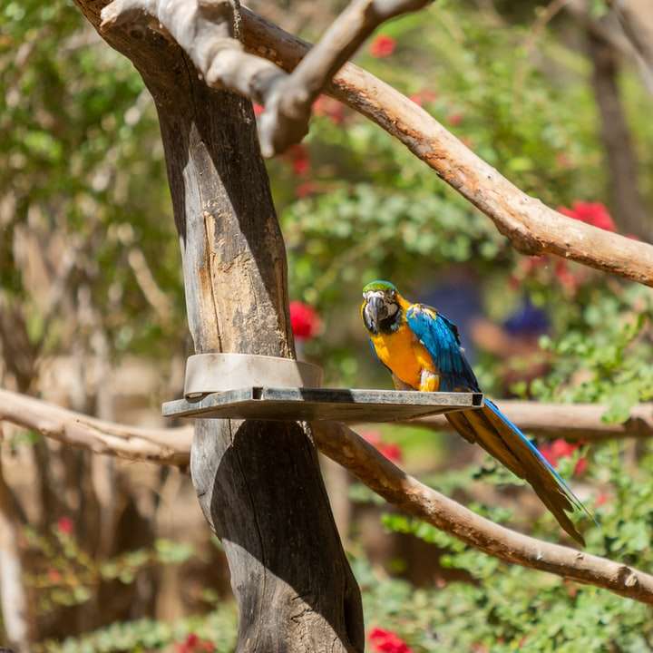 Blauer gelber und grüner Vogel auf brauner Baumast Online-Puzzle
