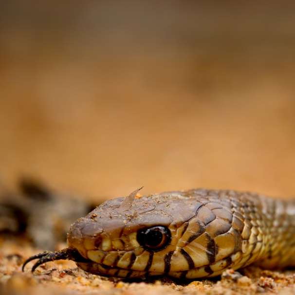 brown and black snake in tilt shift lens sliding puzzle online