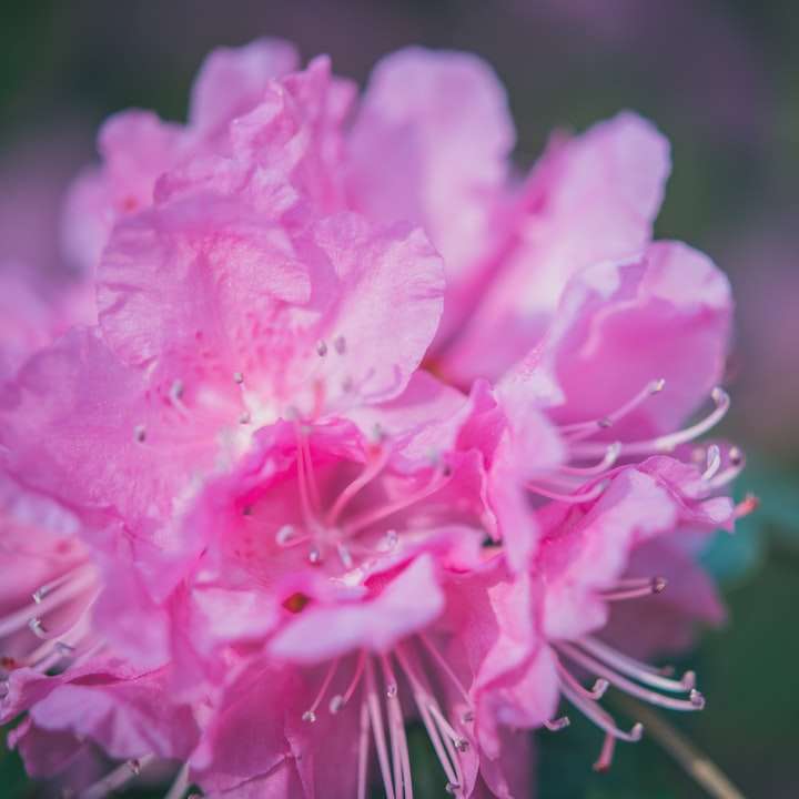 Flor rosa na lente macro puzzle online