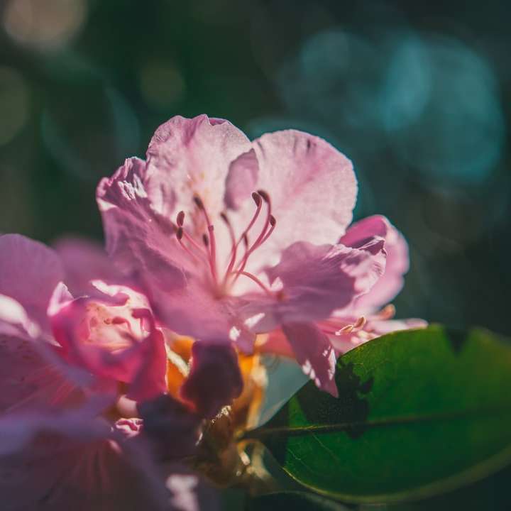 rosa blomma i tilt shift lins Pussel online