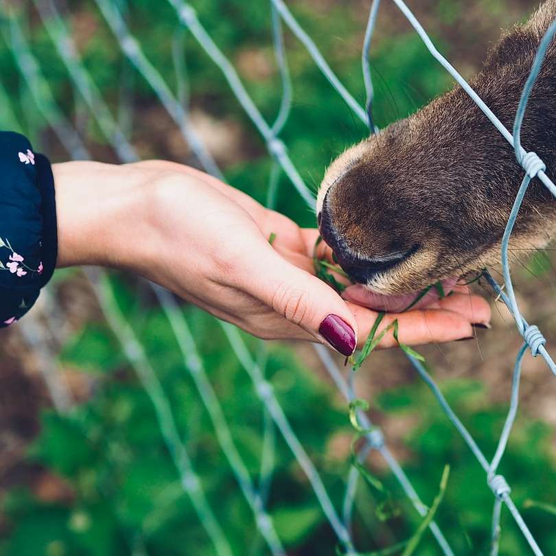 brązowe i czarne zwierzę na szarym metalowym ogrodzeniu w ciągu dnia puzzle przesuwne online