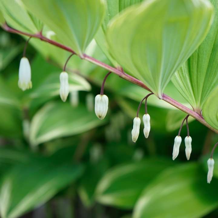 бели цветя със зелени листа плъзгащ се пъзел онлайн