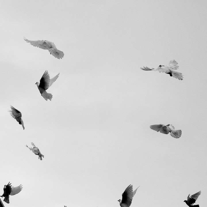 pájaros volando en el cielo durante el día puzzle deslizante online