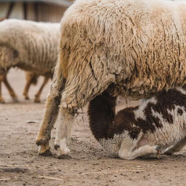 vita och svarta får som ligger på brun sand under dagtid Pussel online