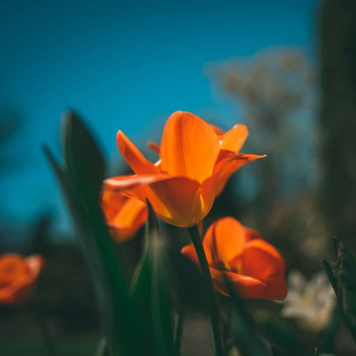 orange flower in tilt shift lens sliding puzzle online