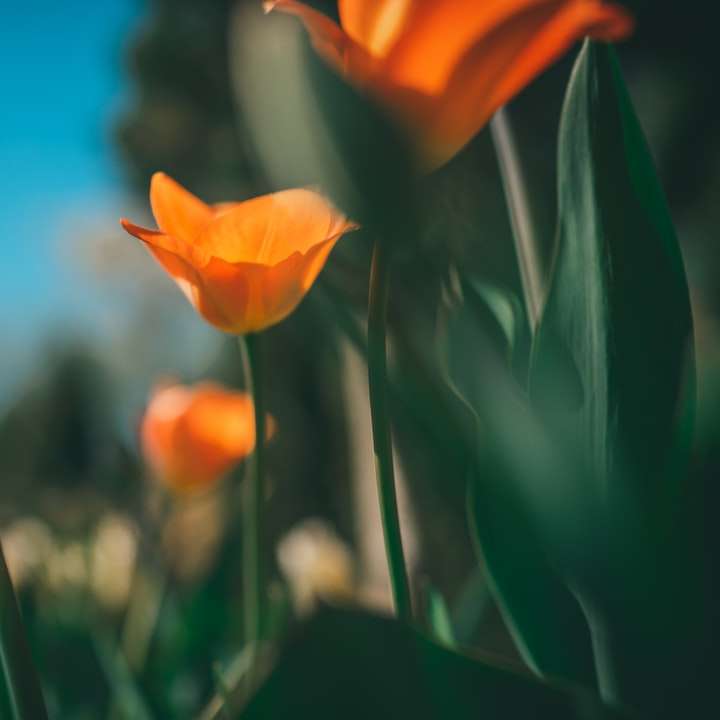 tulipanes naranjas en flor durante el día puzzle deslizante online