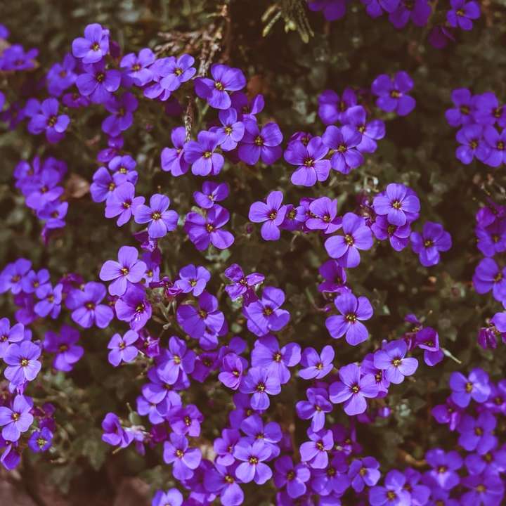 purple flowers with green leaves sliding puzzle online