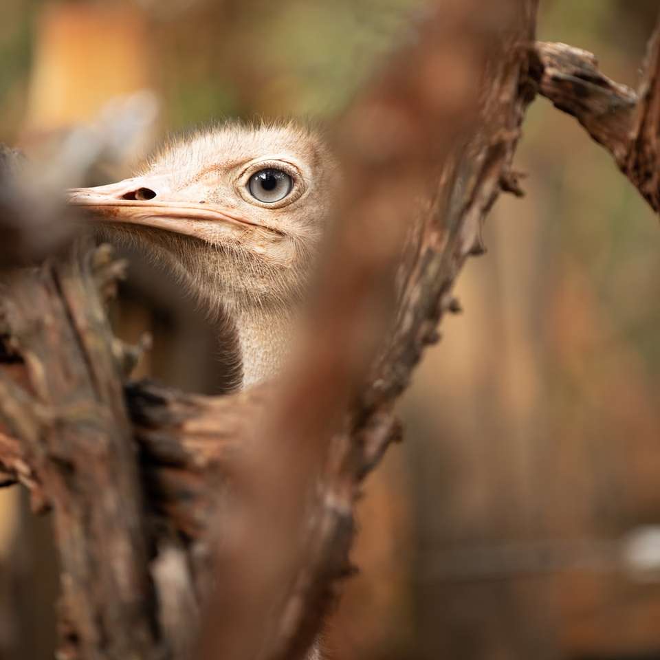 bruine struisvogel overdag op bruine boomtak schuifpuzzel online