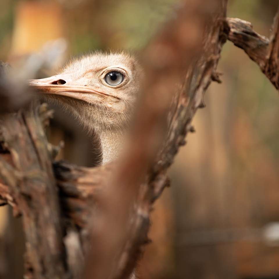 brown ostrich on brown tree branch during daytime sliding puzzle online