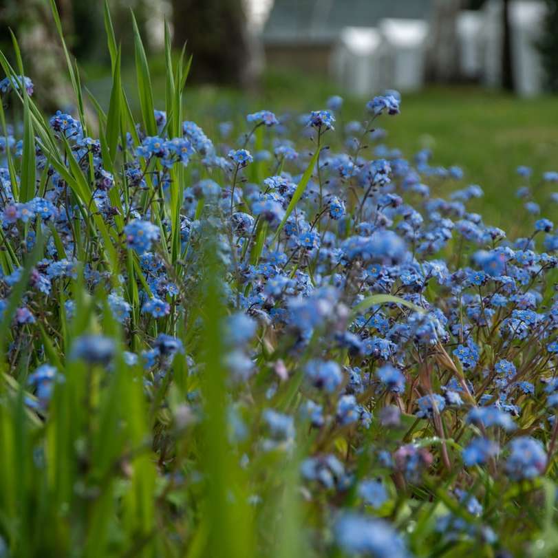 μπλε και άσπρο πεδίο λουλουδιών κατά τη διάρκεια της ημέρας online παζλ