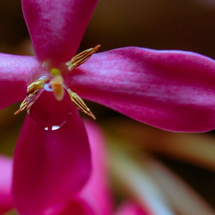 rózsaszín virág a makró fotózásban csúszó puzzle online