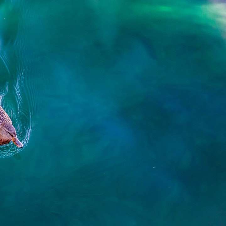 zwart-wit zeedier in water schuifpuzzel online
