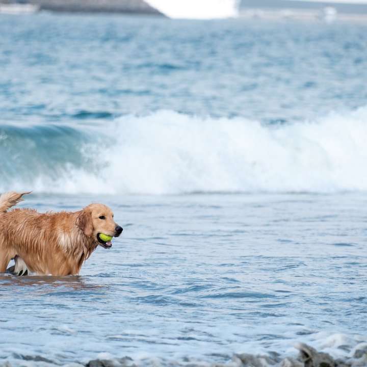 Golden Retriever pe apă în timpul zilei alunecare puzzle online