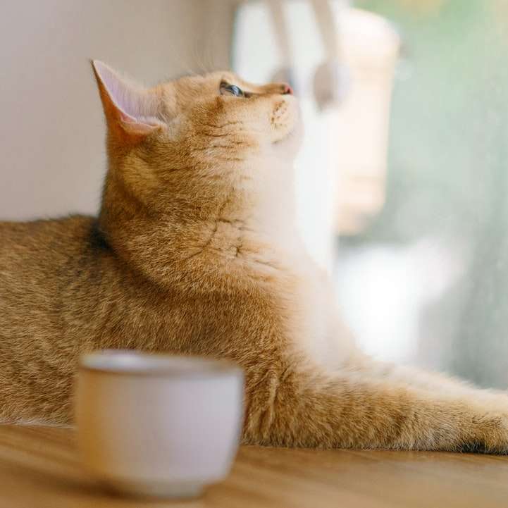 Πορτοκαλί τσαμπί γάτα σε καφέ ξύλινο τραπέζι online παζλ