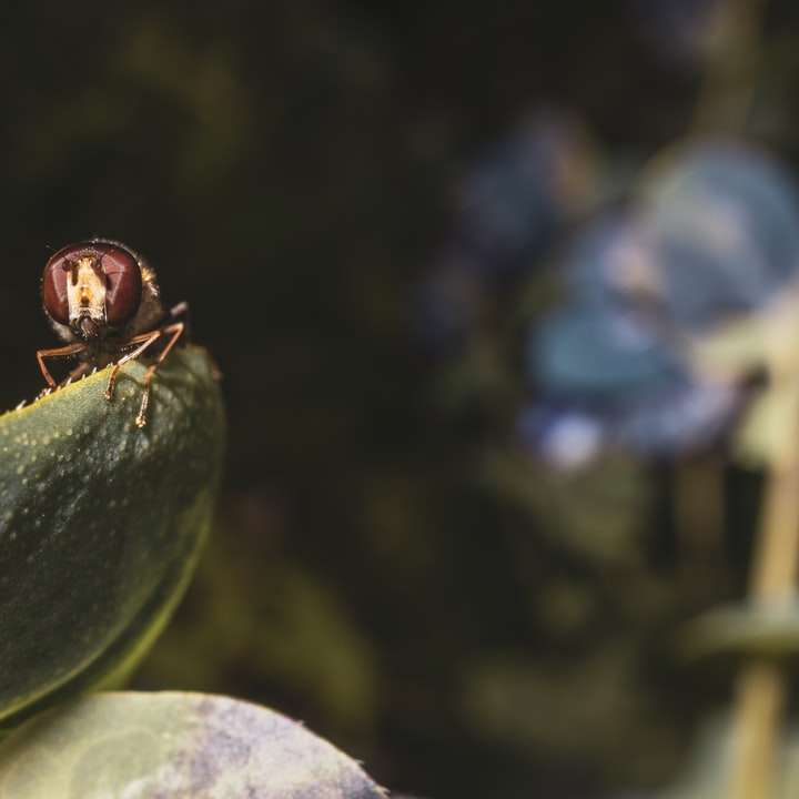 brun och svart insekt på grönt blad glidande pussel online