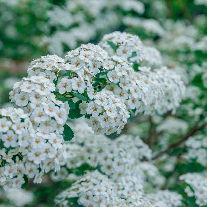 białe kwiaty w soczewce z funkcją tilt shift puzzle przesuwne online