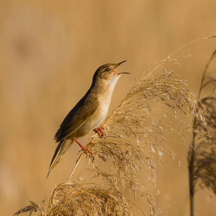 brun och vit fågel på brunt gräs under dagtid glidande pussel online