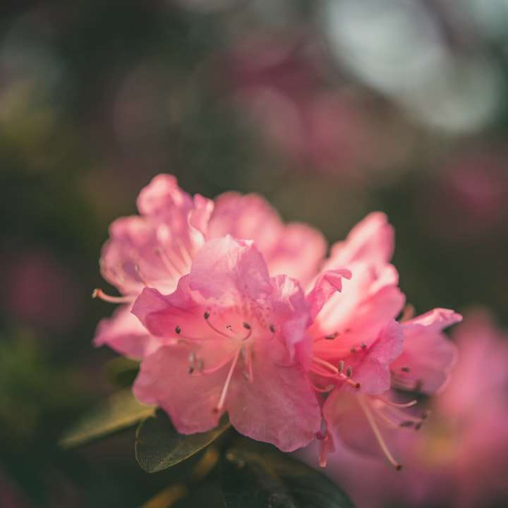 rosa blomma i lutningsskiftlins glidande pussel online