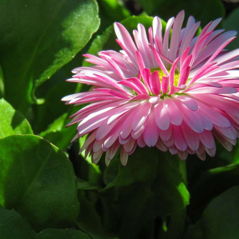 różowy kwiat w soczewce z odchylanym przesunięciem puzzle online