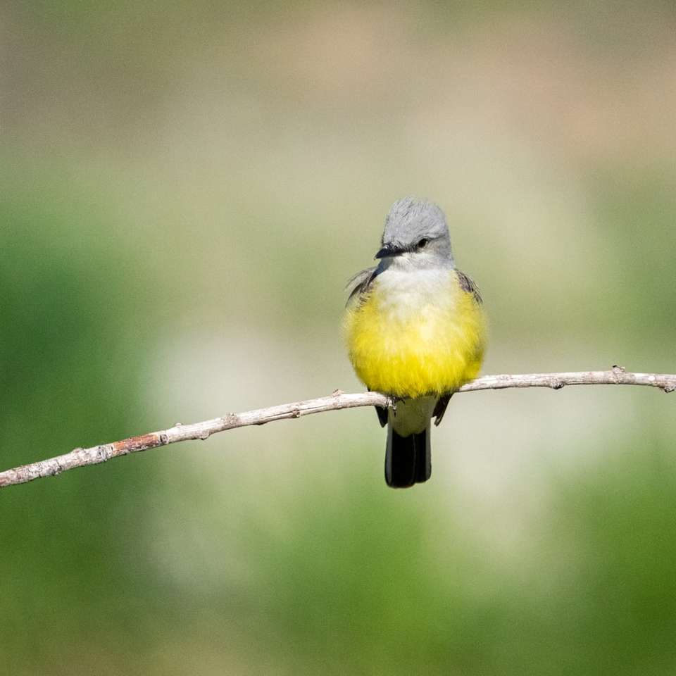 gul och grå fågel på brun trädgren glidande pussel online
