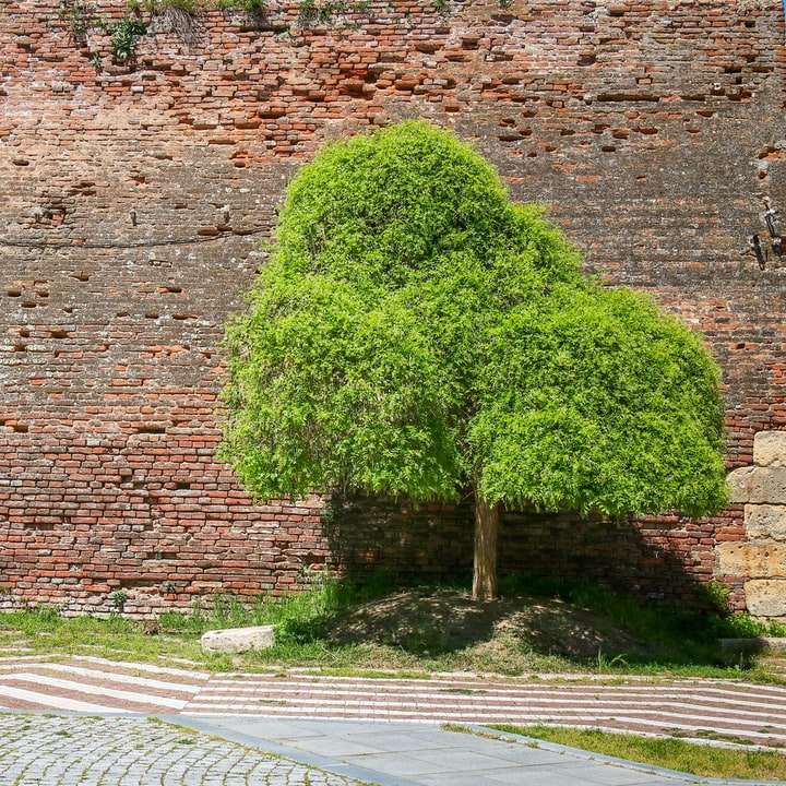 green tree on brown brick wall online puzzle