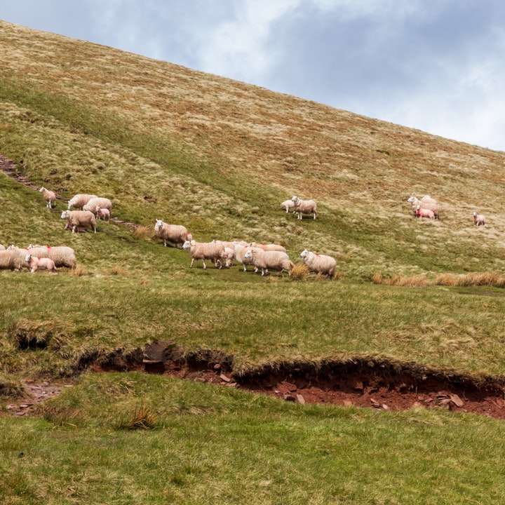 troupeau de moutons sur l'herbe verte sur le terrain pendant la journée puzzle coulissant en ligne