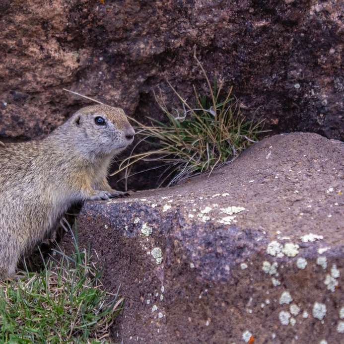 brown rodent on gray rock sliding puzzle online