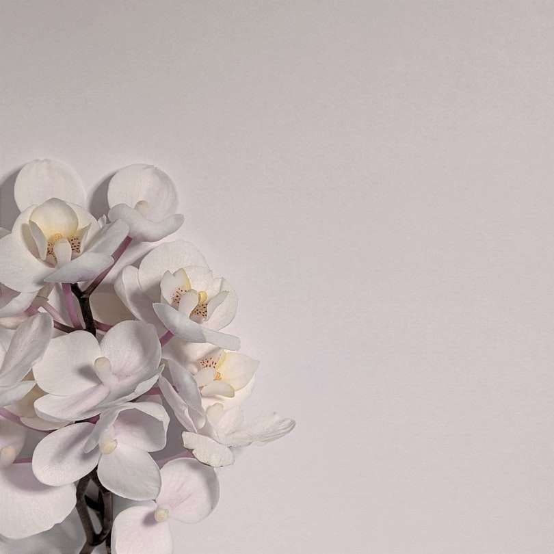цъфтят орхидеи от бял молец онлайн пъзел