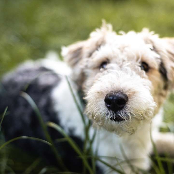 biało-czarny krótkowłosy pies puzzle przesuwne online