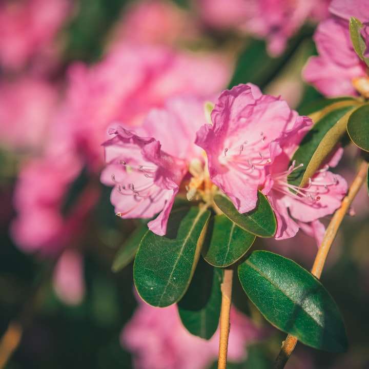 roze bloem in tilt shift lens online puzzel