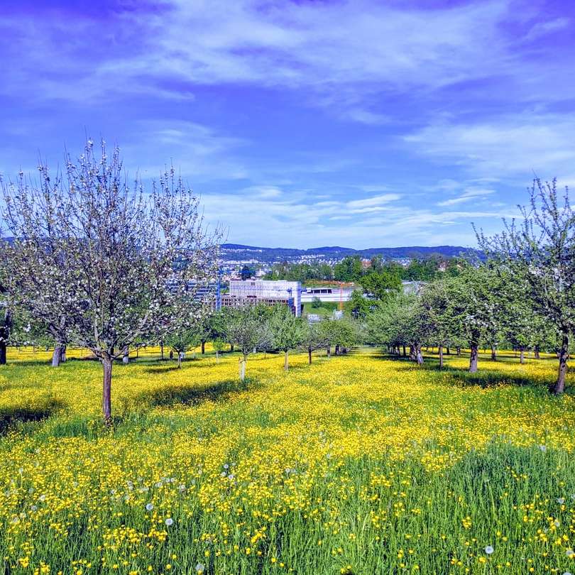 campo di erba verde con alberi sotto il cielo blu durante il giorno puzzle scorrevole online