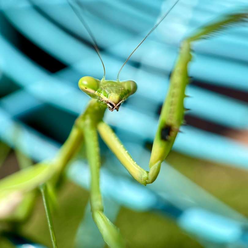 Mantis religiosa verde sobre hoja verde en fotografía de cerca puzzle deslizante online