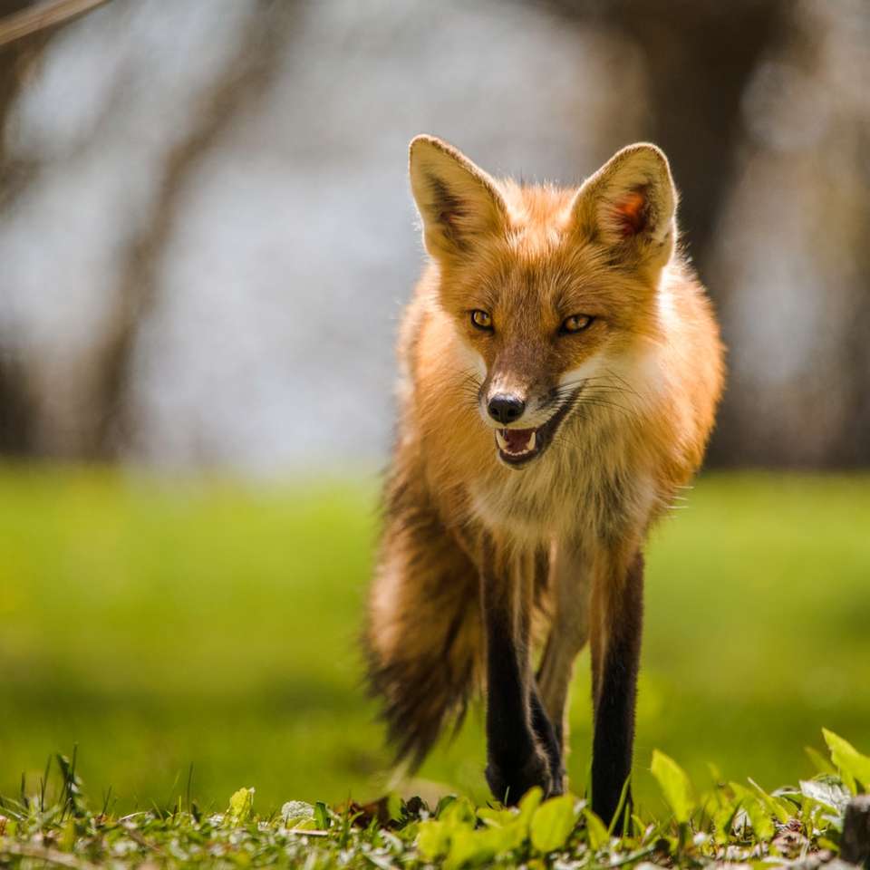 brauner Fuchs auf grünem Gras tagsüber Online-Puzzle