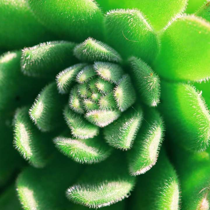 Зеленое растение в фотографии крупным планом раздвижная головоломка онлайн