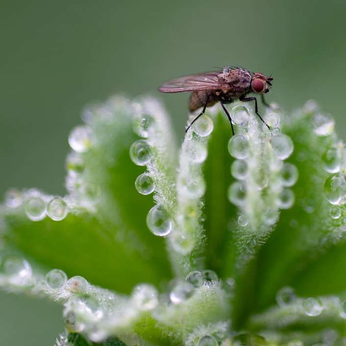Черная муха сидит на зеленом листе в фотографии крупным планом онлайн-пазл