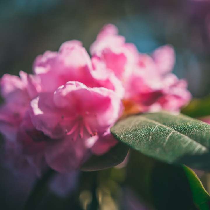 rózsaszín virág tilt shift lencsében online puzzle